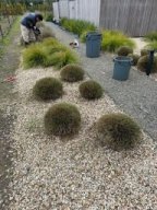 Orchard grasses maintained by JA Landscaping in Napa, Ca